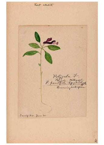 Reproducción/Reproduction 48788885226: [Water-color sketches of plants of North America and Europe]. . 