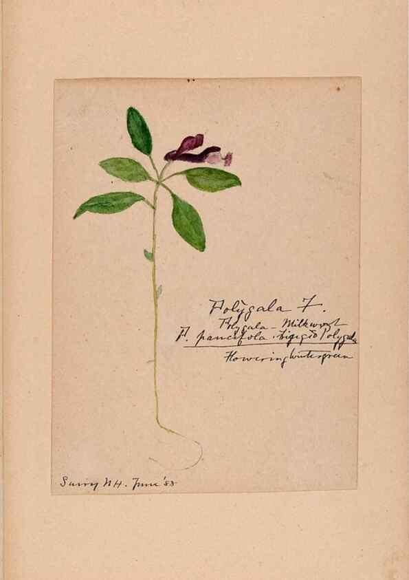 Reproducción/Reproduction 48788885226: [Water-color sketches of plants of North America and Europe]. . 