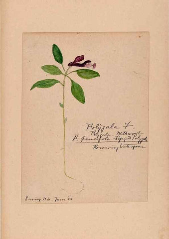 Reproducción/Reproduction 48788885226: [Water-color sketches of plants of North America and Europe]. . 