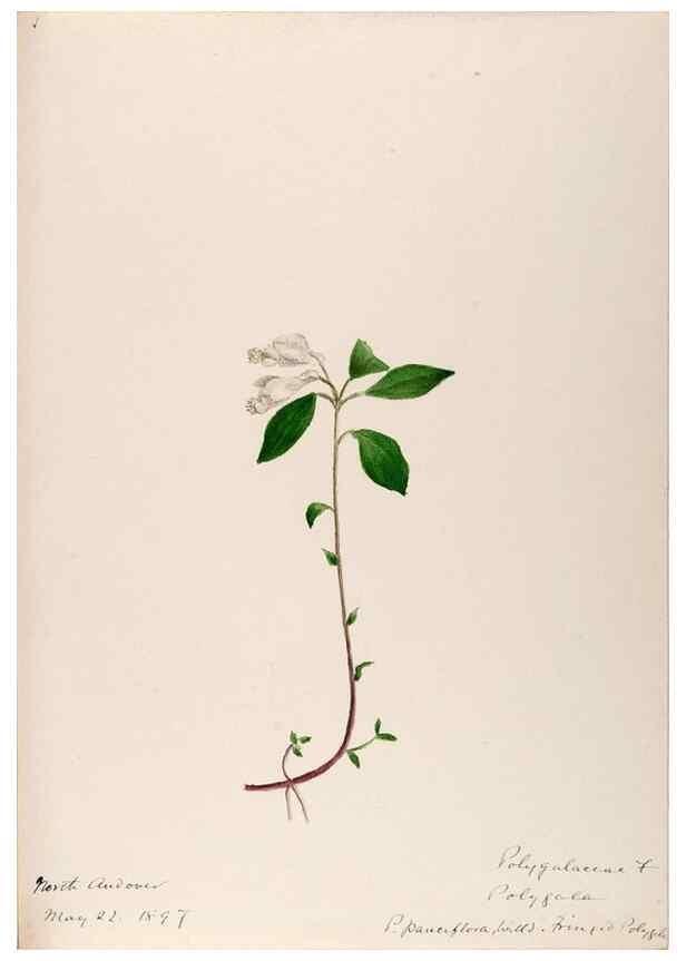 Reproducción/Reproduction 48788885556: [Water-color sketches of plants of North America and Europe]. . 