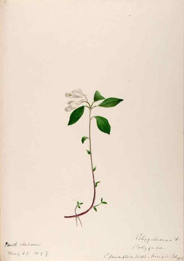 Reproducción/Reproduction 48788885556: [Water-color sketches of plants of North America and Europe]. . 