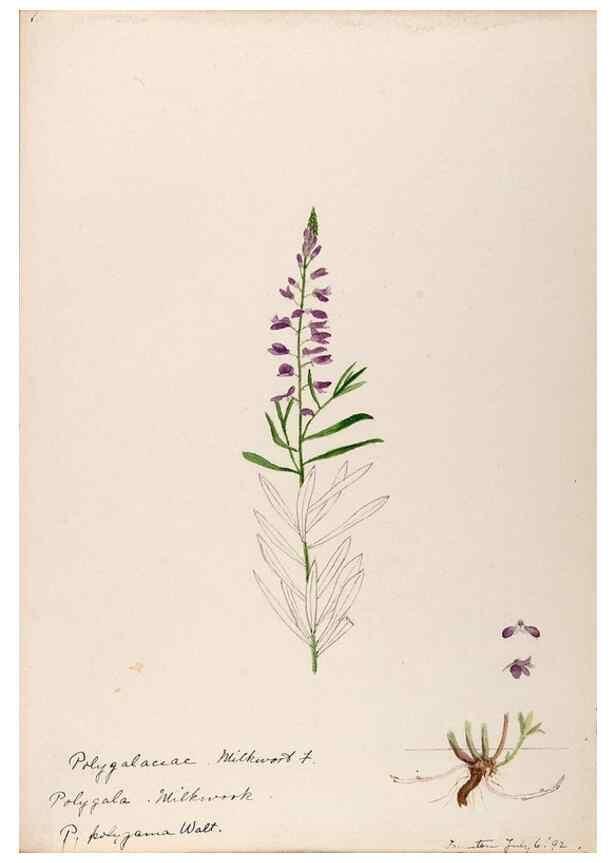 Reproducción/Reproduction 48788524733: [Water-color sketches of plants of North America and Europe]. . 