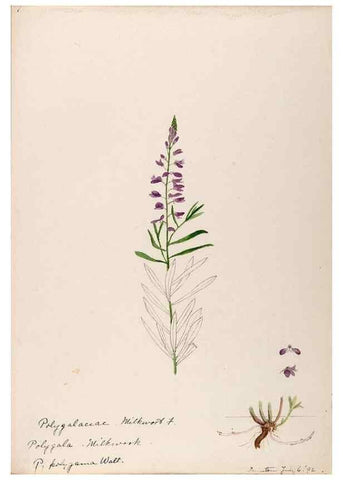 Reproducción/Reproduction 48788524733: [Water-color sketches of plants of North America and Europe]. . 