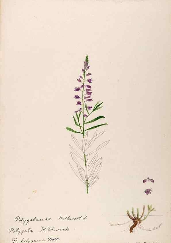 Reproducción/Reproduction 48788524733: [Water-color sketches of plants of North America and Europe]. . 