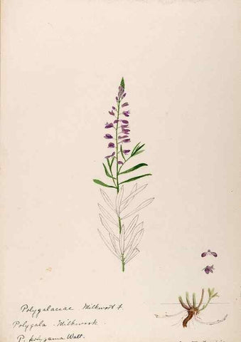 Reproducción/Reproduction 48788524733: [Water-color sketches of plants of North America and Europe]. . 