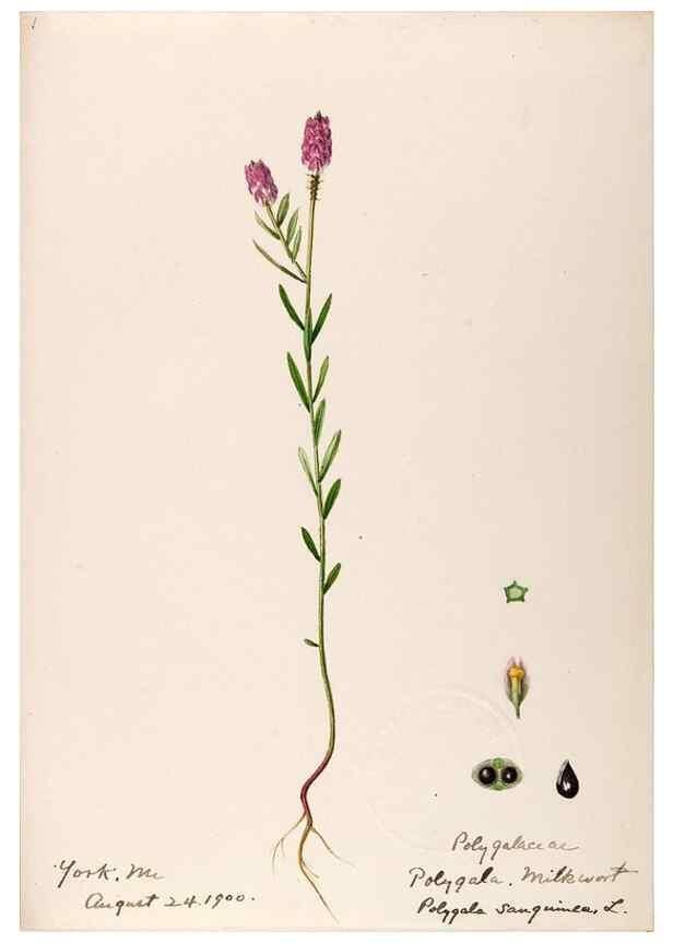 Reproducción/Reproduction 48789031637: [Water-color sketches of plants of North America and Europe]. . 