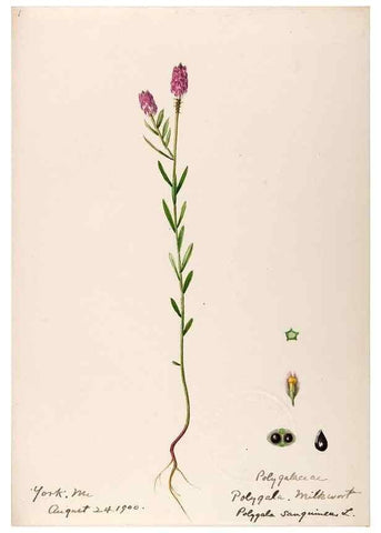 Reproducción/Reproduction 48789031637: [Water-color sketches of plants of North America and Europe]. . 