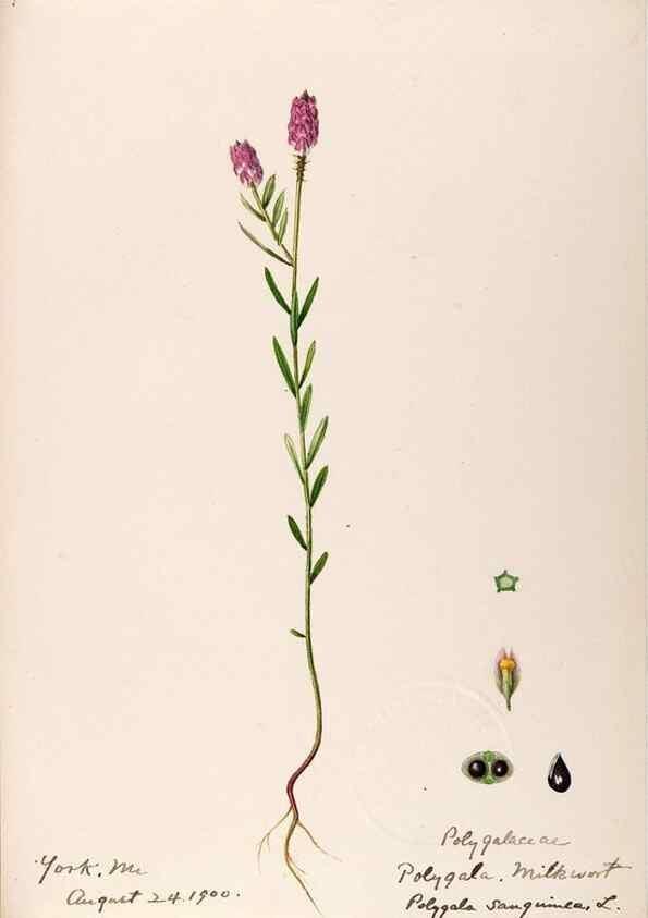 Reproducción/Reproduction 48789031637: [Water-color sketches of plants of North America and Europe]. . 