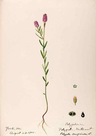 Reproducción/Reproduction 48789031637: [Water-color sketches of plants of North America and Europe]. . 
