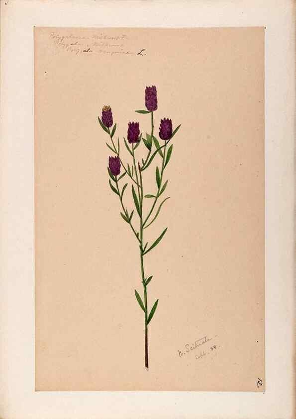 Reproducción/Reproduction 48789032042: [Water-color sketches of plants of North America and Europe]. . 