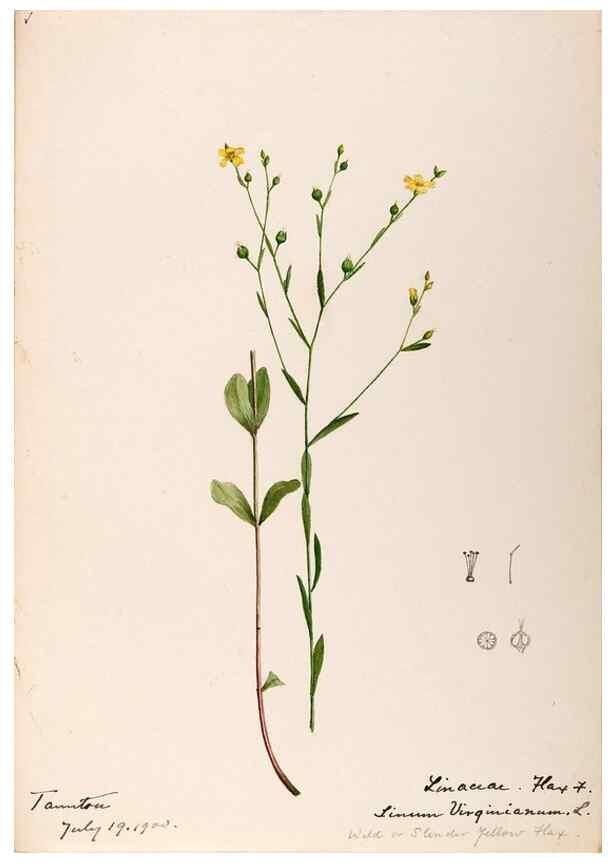 Reproducción/Reproduction 48788519593: [Water-color sketches of plants of North America and Europe]. . 