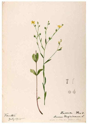 Reproducción/Reproduction 48788519593: [Water-color sketches of plants of North America and Europe]. . 