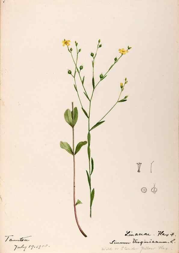 Reproducción/Reproduction 48788519593: [Water-color sketches of plants of North America and Europe]. . 