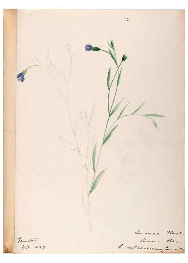 Reproducción/Reproduction 48788880336: [Water-color sketches of plants of North America and Europe]. . 