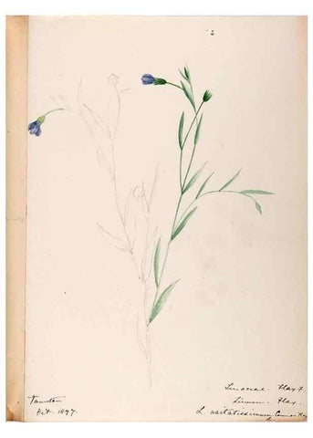 Reproducción/Reproduction 48788880336: [Water-color sketches of plants of North America and Europe]. . 