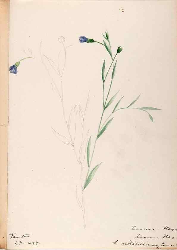 Reproducción/Reproduction 48788880336: [Water-color sketches of plants of North America and Europe]. . 