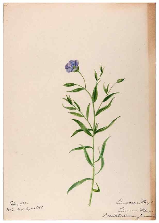 Reproducción/Reproduction 48788518898: [Water-color sketches of plants of North America and Europe]. . 
