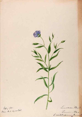 Reproducción/Reproduction 48788518898: [Water-color sketches of plants of North America and Europe]. . 