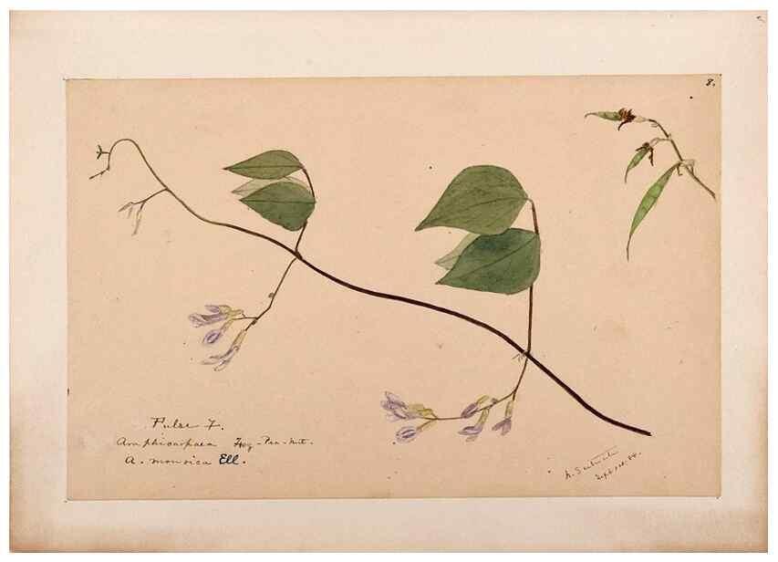 Reproducción/Reproduction 48788501823: [Water-color sketches of plants of North America and Europe]. . 