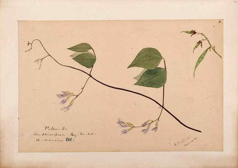 Reproducción/Reproduction 48788501823: [Water-color sketches of plants of North America and Europe]. . 