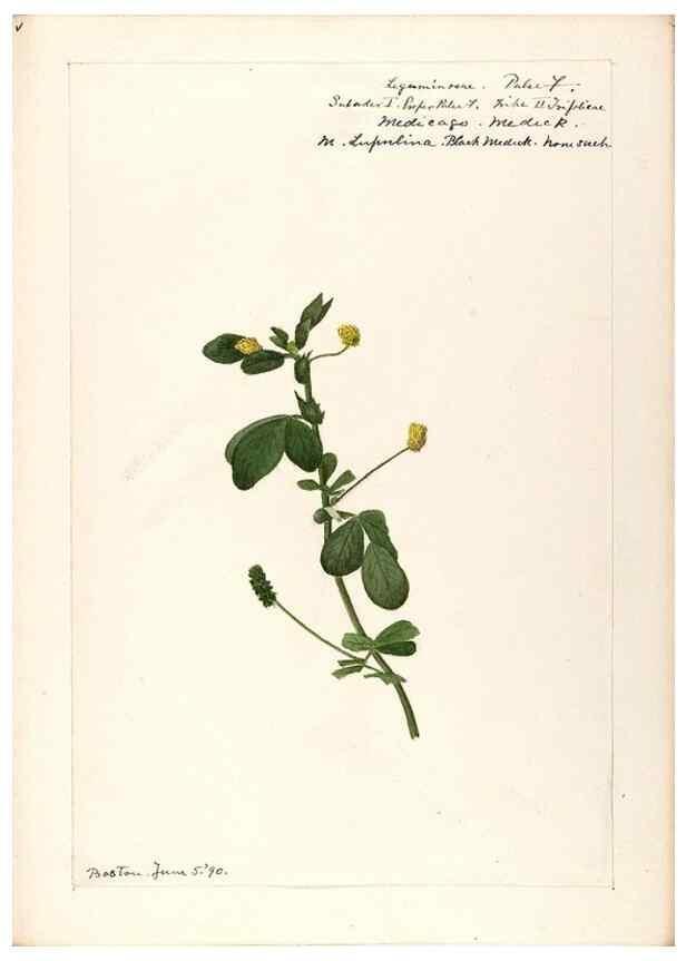 Reproducción/Reproduction 48788857751: [Water-color sketches of plants of North America and Europe]. . 