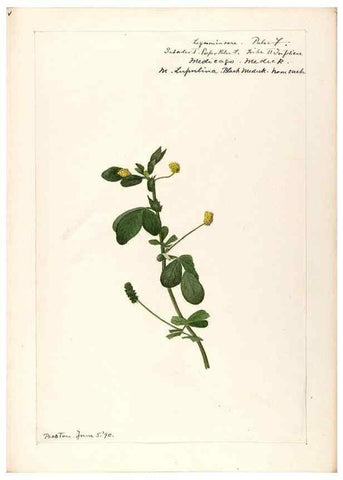 Reproducción/Reproduction 48788857751: [Water-color sketches of plants of North America and Europe]. . 
