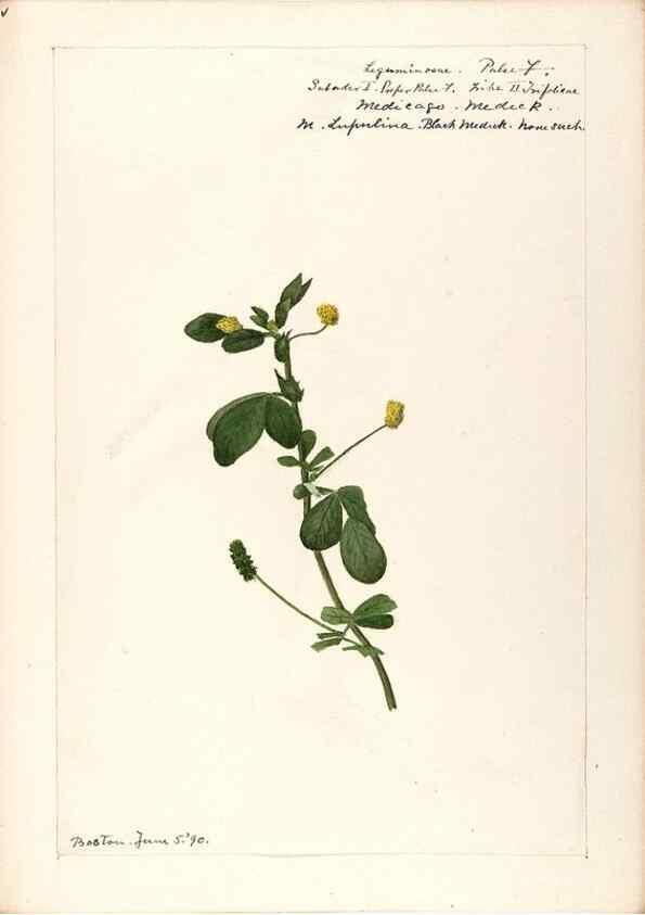 Reproducción/Reproduction 48788857751: [Water-color sketches of plants of North America and Europe]. . 
