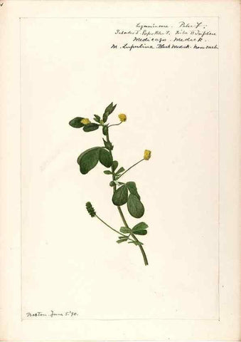 Reproducción/Reproduction 48788857751: [Water-color sketches of plants of North America and Europe]. . 