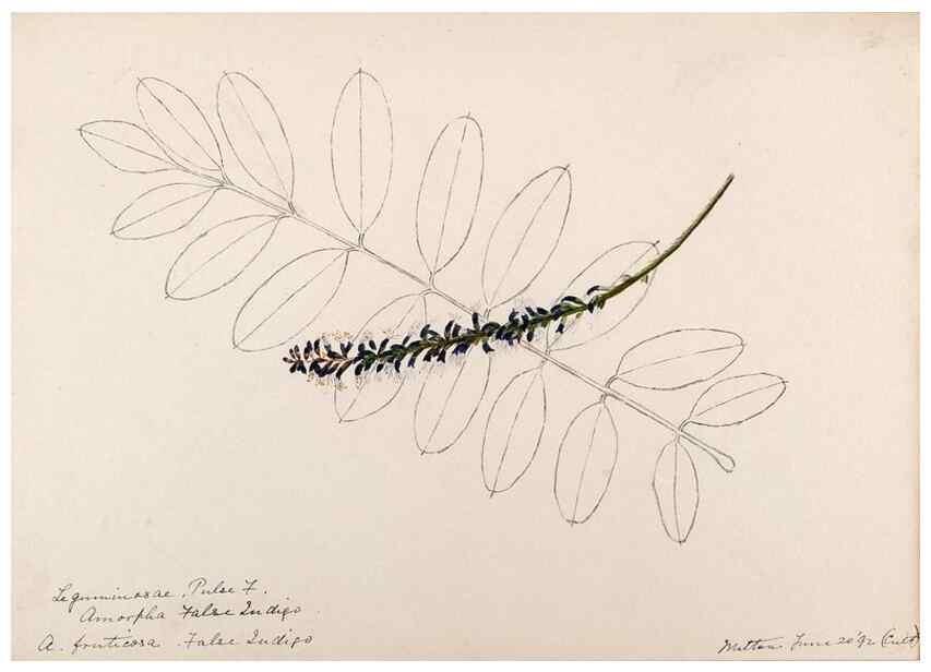 Reproducción/Reproduction 48788496733: [Water-color sketches of plants of North America and Europe]. . 