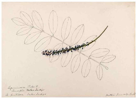 Reproducción/Reproduction 48788496733: [Water-color sketches of plants of North America and Europe]. . 