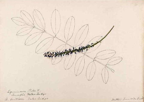 Reproducción/Reproduction 48788496733: [Water-color sketches of plants of North America and Europe]. . 