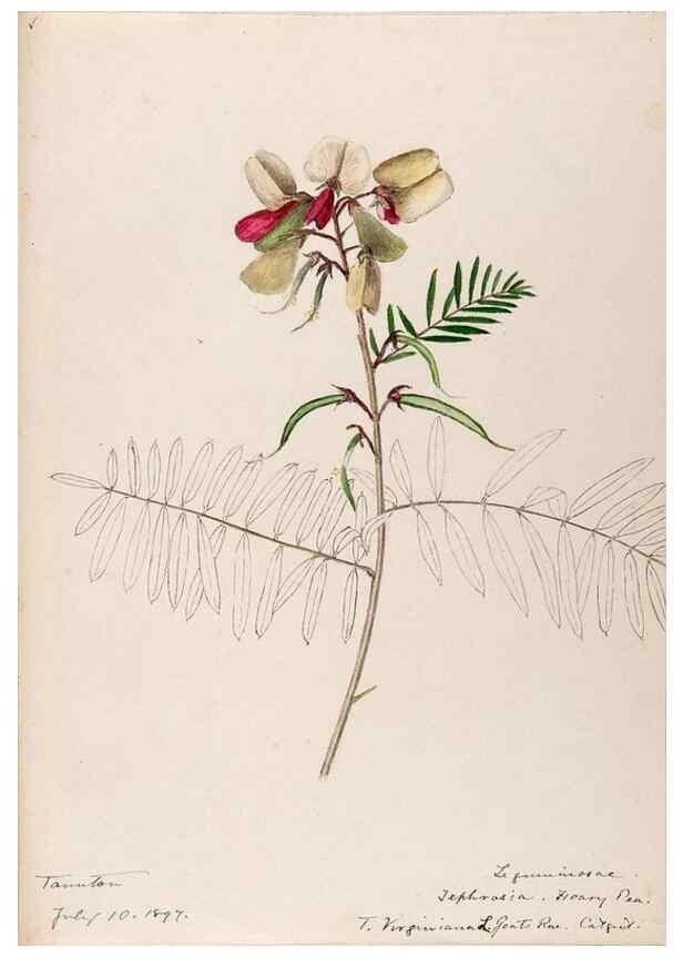 Reproducción/Reproduction 48788497068: [Water-color sketches of plants of North America and Europe]. . 