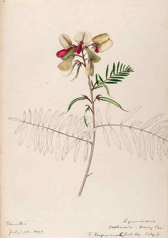 Reproducción/Reproduction 48788497068: [Water-color sketches of plants of North America and Europe]. . 