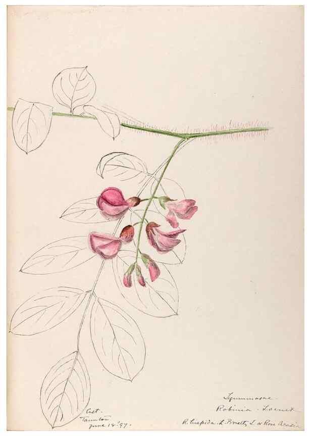 Reproducción/Reproduction 48788858931: [Water-color sketches of plants of North America and Europe]. . 