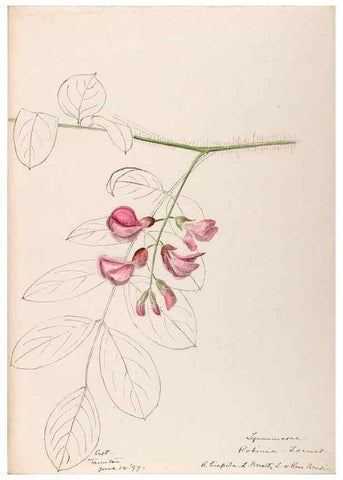 Reproducción/Reproduction 48788858931: [Water-color sketches of plants of North America and Europe]. . 