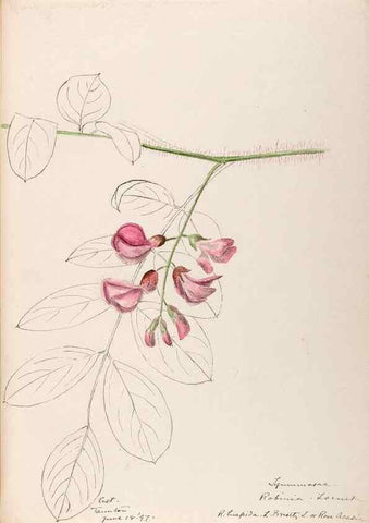 Reproducción/Reproduction 48788858931: [Water-color sketches of plants of North America and Europe]. . 