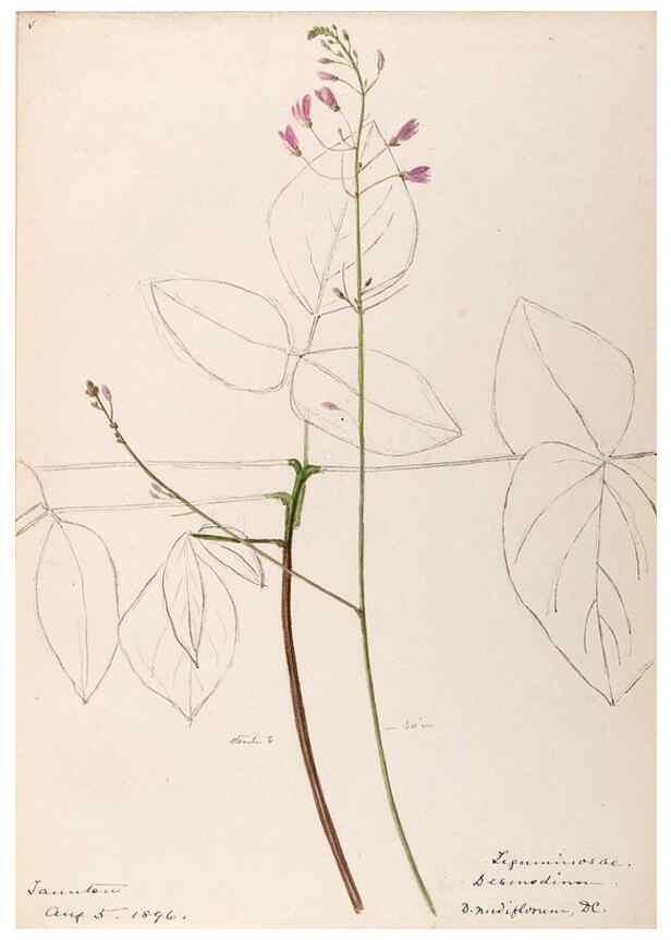 Reproducción/Reproduction 48788497813: [Water-color sketches of plants of North America and Europe]. . 