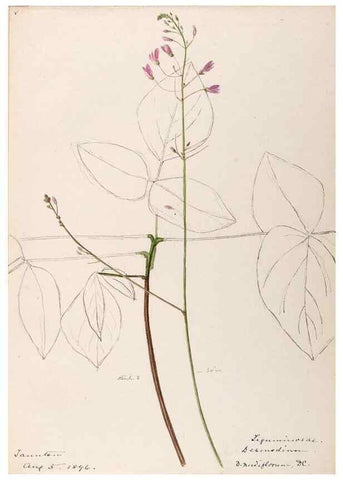 Reproducción/Reproduction 48788497813: [Water-color sketches of plants of North America and Europe]. . 