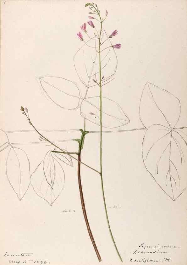 Reproducción/Reproduction 48788497813: [Water-color sketches of plants of North America and Europe]. . 