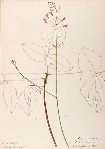 Reproducción/Reproduction 48788497813: [Water-color sketches of plants of North America and Europe]. . 