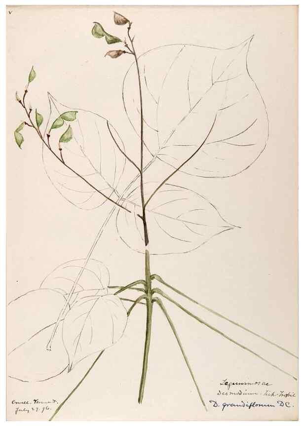 Reproducción/Reproduction 48788498088: [Water-color sketches of plants of North America and Europe]. . 