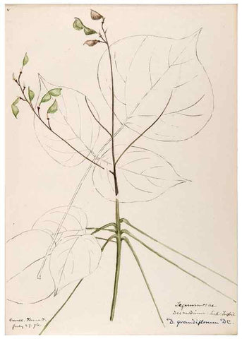Reproducción/Reproduction 48788498088: [Water-color sketches of plants of North America and Europe]. . 