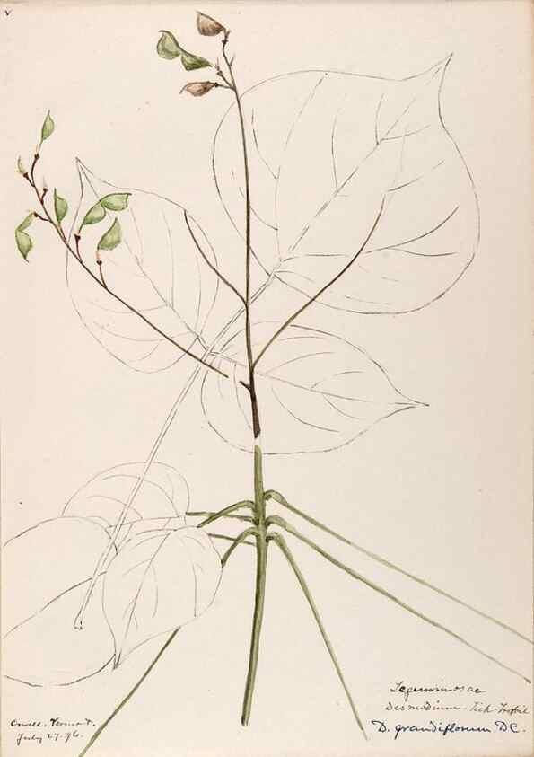 Reproducción/Reproduction 48788498088: [Water-color sketches of plants of North America and Europe]. . 