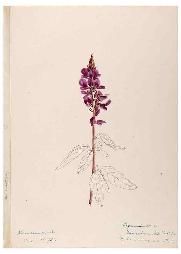 Reproducción/Reproduction 48788860016: [Water-color sketches of plants of North America and Europe]. . 