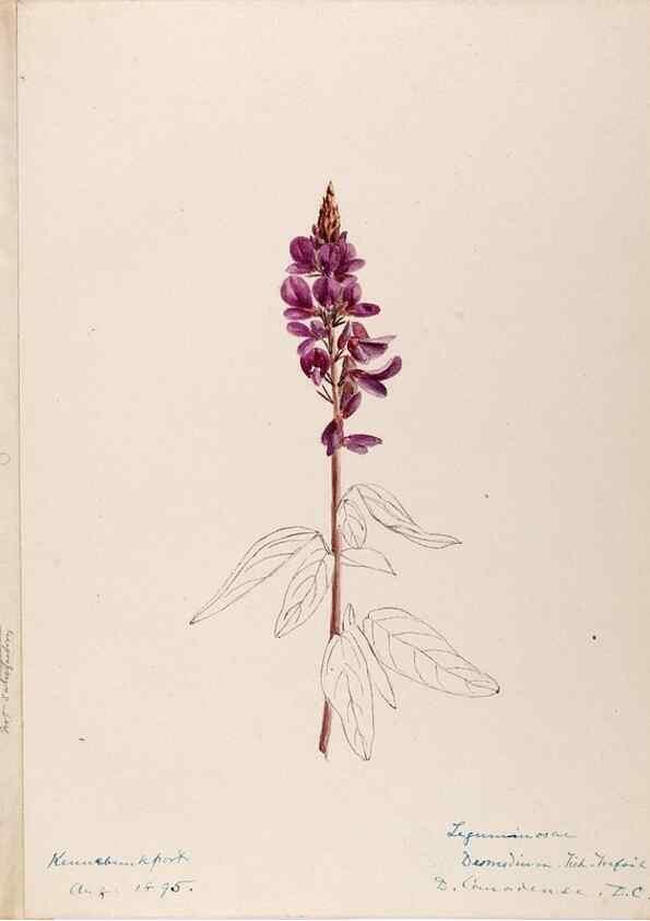 Reproducción/Reproduction 48788860016: [Water-color sketches of plants of North America and Europe]. . 