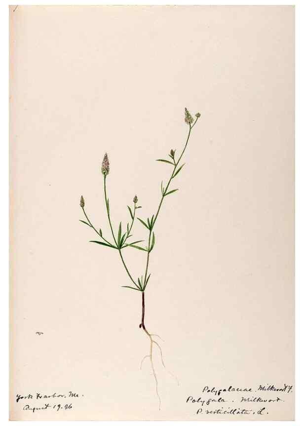 Reproducción/Reproduction 48788886991: [Water-color sketches of plants of North America and Europe]. . 