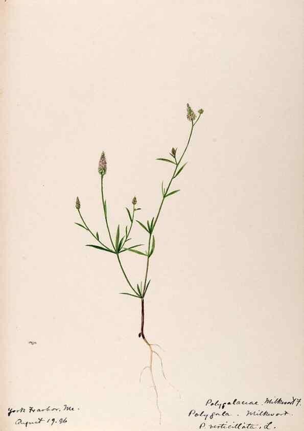 Reproducción/Reproduction 48788886991: [Water-color sketches of plants of North America and Europe]. . 