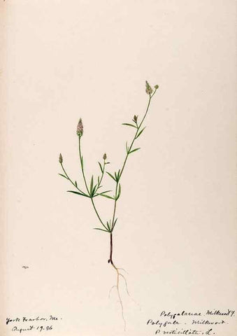 Reproducción/Reproduction 48788886991: [Water-color sketches of plants of North America and Europe]. . 