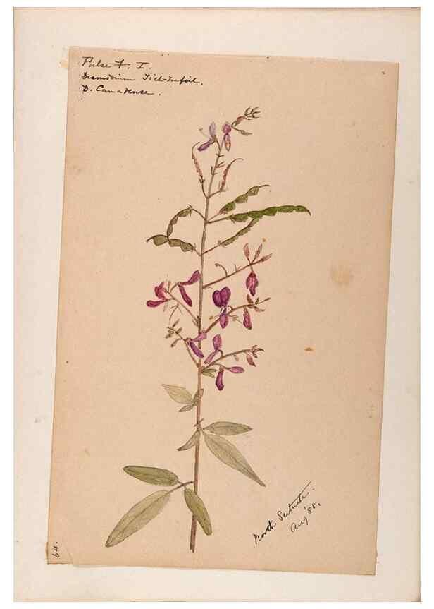 Reproducción/Reproduction 48788498903: [Water-color sketches of plants of North America and Europe]. . 