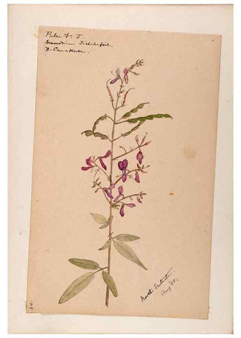 Reproducción/Reproduction 48788498903: [Water-color sketches of plants of North America and Europe]. . 